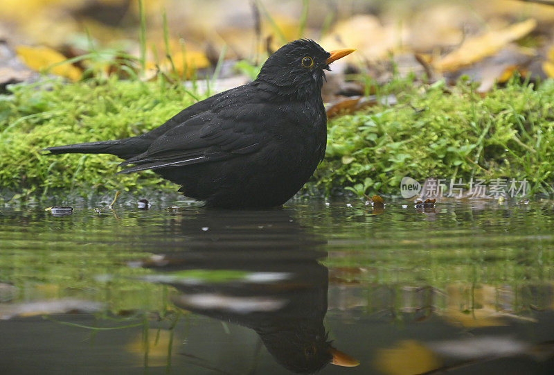 雄性黑鹂(Turdus merula)